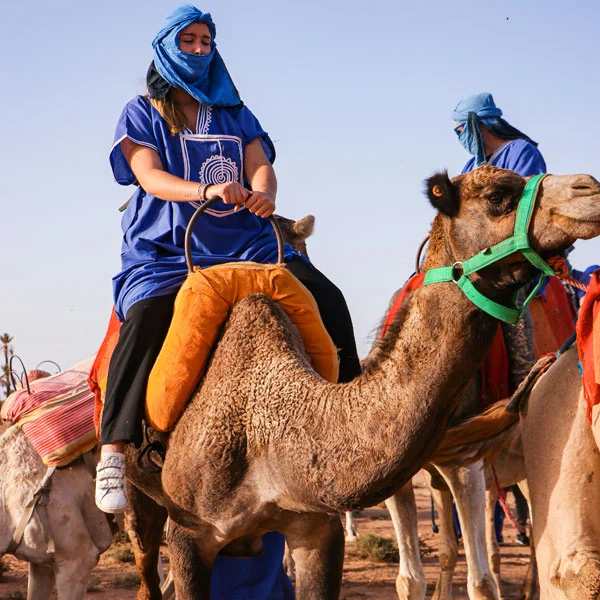Camel Ride Palm Grove